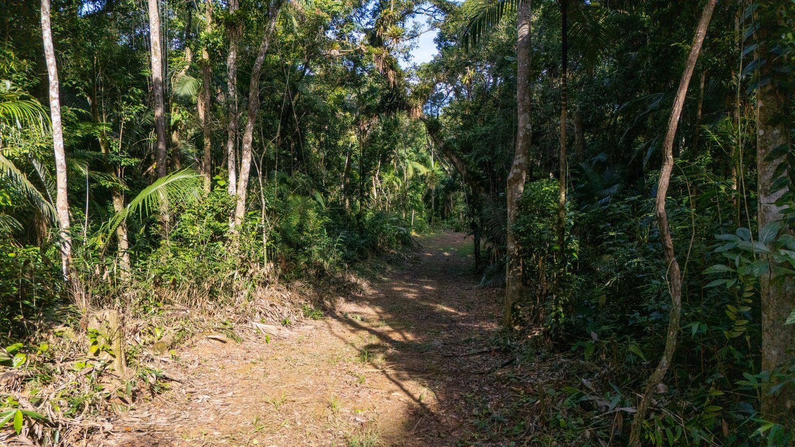 Paisagem panorâmica com serra e vegetação nativa em Morretes