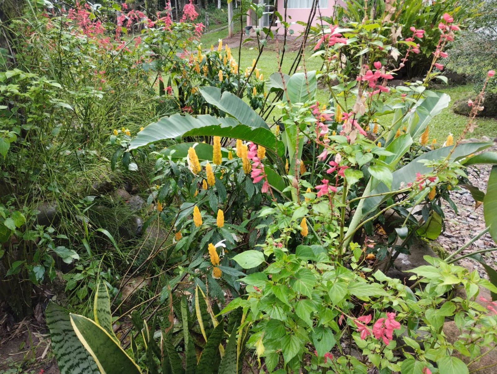 Jardim florido no Lote 02