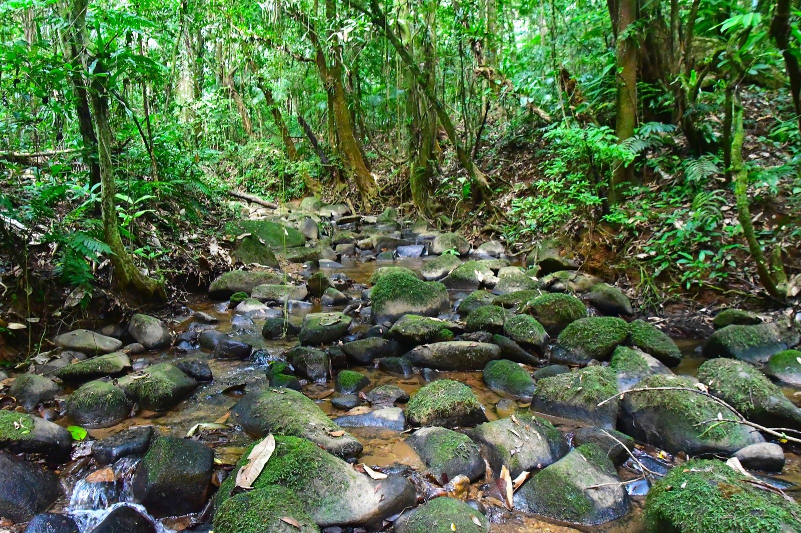 Casa cercada por área verde e palmeiras