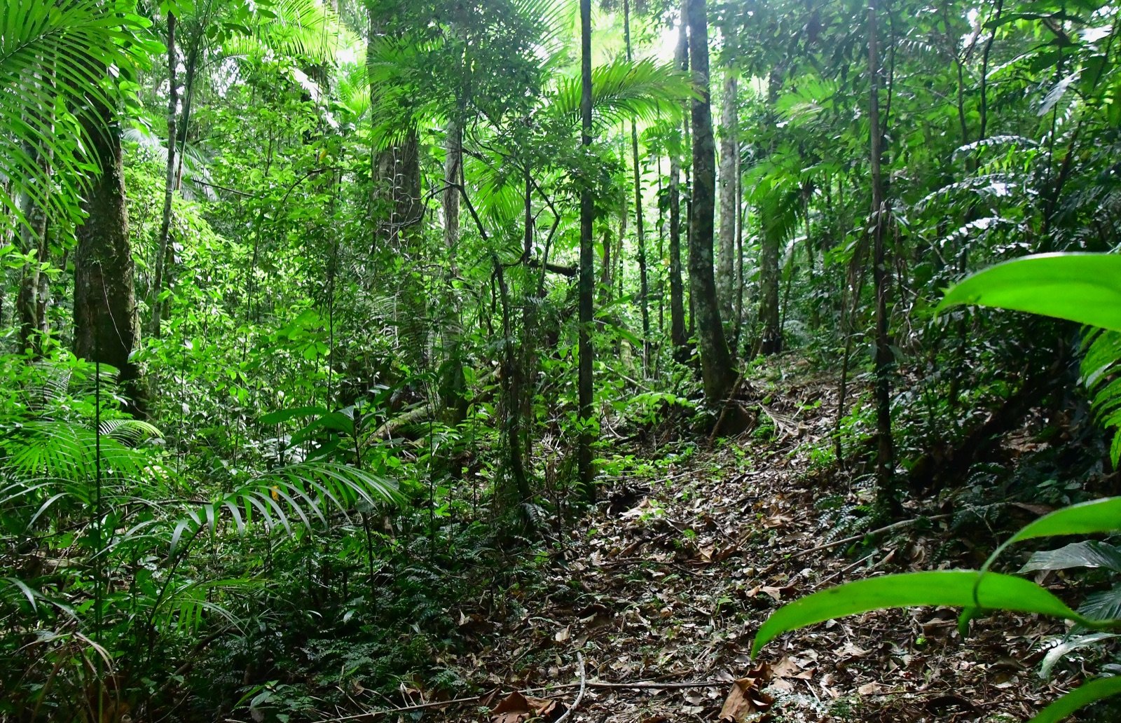 Área de riacho com pedras e vegetação fechada