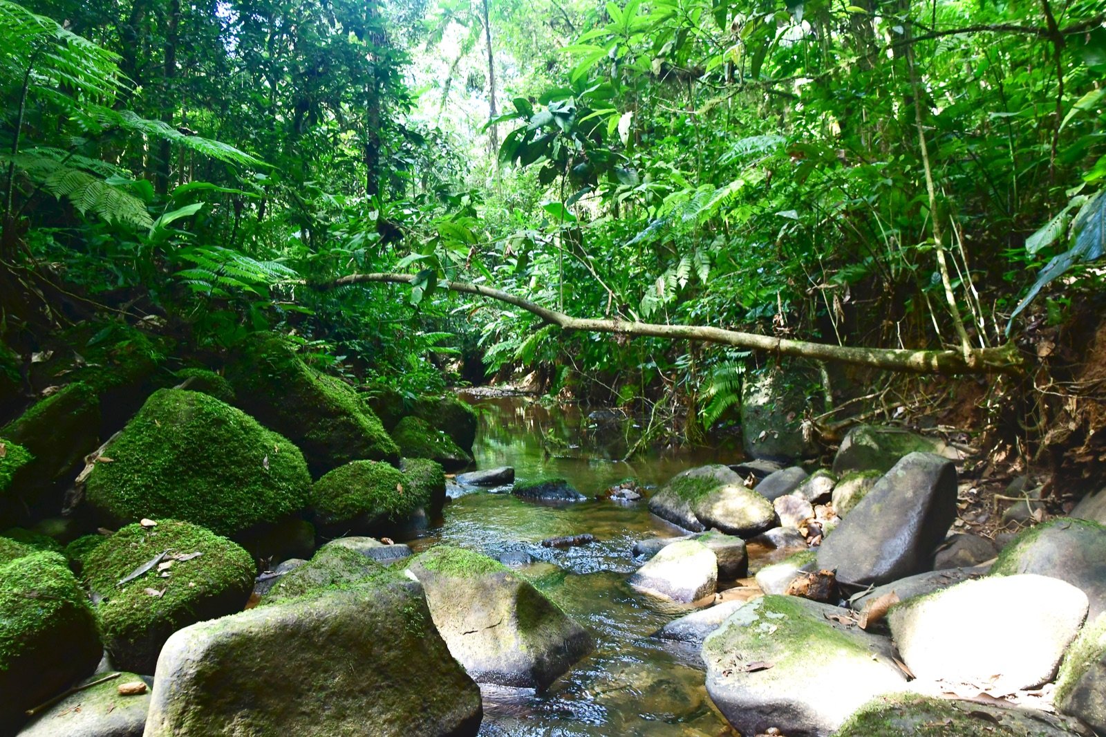 Caminho interno em meio à mata