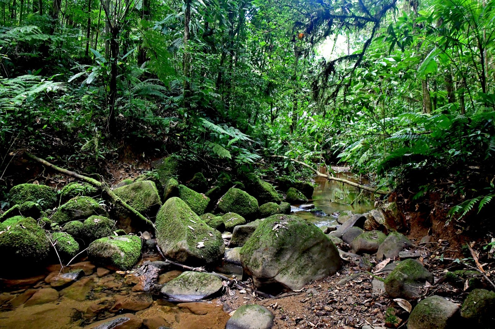 Clareira verde cercada por árvores