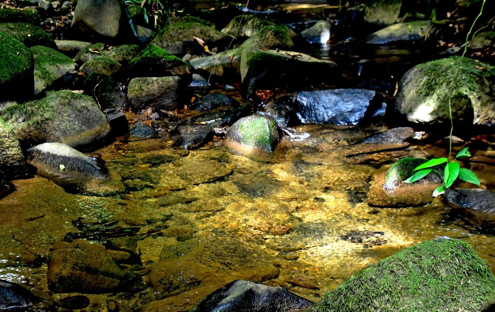 Vista de vegetação densa e palmeiras